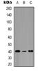 Chromogranin A antibody, orb387977, Biorbyt, Western Blot image 