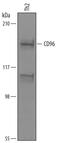 CD96 Molecule antibody, AF6199, R&D Systems, Western Blot image 