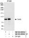 TATA-Box Binding Protein Associated Factor 6 antibody, NB100-60639, Novus Biologicals, Immunoprecipitation image 