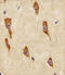 G Protein Subunit Gamma 12 antibody, MBS9216986, MyBioSource, Immunohistochemistry frozen image 