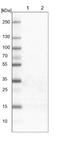 Nuclear Factor Related To KappaB Binding Protein antibody, NBP1-85096, Novus Biologicals, Western Blot image 