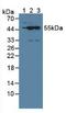 Nucleoredoxin antibody, LS-C295705, Lifespan Biosciences, Western Blot image 