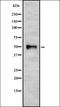 Tubulin Alpha 1b antibody, orb336970, Biorbyt, Western Blot image 