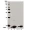 H2A Histone Family Member X antibody, M00241, Boster Biological Technology, Western Blot image 