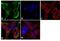 Bone Morphogenetic Protein Receptor Type 1A antibody, 38-6000, Invitrogen Antibodies, Immunofluorescence image 