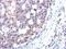 Spermidine Synthase antibody, GTX119072, GeneTex, Immunohistochemistry paraffin image 