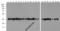 GAPDH antibody, PM-7569-biotin, ProSci, Western Blot image 