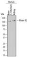 Plexin B2 antibody, MAB53292, R&D Systems, Western Blot image 