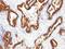 Keratin 18 antibody, MBS439292, MyBioSource, Immunohistochemistry paraffin image 