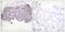 Lipase E, Hormone Sensitive Type antibody, PA5-38254, Invitrogen Antibodies, Immunohistochemistry frozen image 