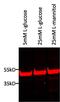 TATA-Box Binding Protein antibody, MA5-14739, Invitrogen Antibodies, Western Blot image 