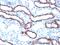 Cadherin 16 antibody, 33-309, ProSci, Immunofluorescence image 