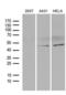Basic Helix-Loop-Helix Family Member E40 antibody, LS-C792355, Lifespan Biosciences, Western Blot image 