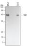 TGF-Beta Activated Kinase 1 (MAP3K7) Binding Protein 1 antibody, AF3578, R&D Systems, Western Blot image 