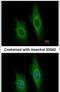 Deoxyribonuclease 1 antibody, PA5-22017, Invitrogen Antibodies, Immunofluorescence image 