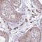 Zinc Finger Protein 35 antibody, HPA051859, Atlas Antibodies, Immunohistochemistry frozen image 