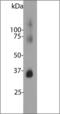 Rhodopsin antibody, orb314270, Biorbyt, Western Blot image 