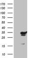 GTP Cyclohydrolase 1 antibody, LS-C792396, Lifespan Biosciences, Western Blot image 