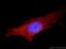 Solute Carrier Family 3 Member 2 antibody, 15193-1-AP, Proteintech Group, Immunofluorescence image 