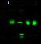 Phosphomannomutase 2 antibody, GTX02263, GeneTex, Western Blot image 