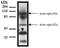 General transcriptional corepressor TUP1 antibody, MBS395028, MyBioSource, Western Blot image 