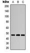 Aurora Kinase A antibody, GTX55002, GeneTex, Western Blot image 