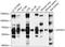 Ectonucleoside Triphosphate Diphosphohydrolase 1 antibody, 19-156, ProSci, Western Blot image 