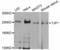 Tight Junction Protein 1 antibody, LS-C331048, Lifespan Biosciences, Western Blot image 