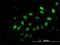 Mediator Complex Subunit 21 antibody, H00009412-M03, Novus Biologicals, Immunofluorescence image 