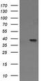 Dual specificity mitogen-activated protein kinase kinase 3 antibody, CF505838, Origene, Western Blot image 