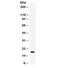 Growth Arrest And DNA Damage Inducible Alpha antibody, R32429, NSJ Bioreagents, Western Blot image 