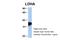 Lactate Dehydrogenase A antibody, 26-925, ProSci, Western Blot image 