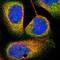Tripartite Motif Containing 4 antibody, NBP1-80824, Novus Biologicals, Immunofluorescence image 