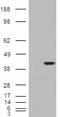 Aryl Hydrocarbon Receptor Interacting Protein antibody, LS-B2603, Lifespan Biosciences, Western Blot image 