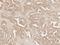 Axin 2 antibody, LS-C775202, Lifespan Biosciences, Immunohistochemistry paraffin image 