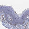 Stimulated By Retinoic Acid 6 antibody, HPA040839, Atlas Antibodies, Immunohistochemistry frozen image 