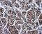 Protein Phosphatase Methylesterase 1 antibody, MA5-25026, Invitrogen Antibodies, Immunohistochemistry paraffin image 