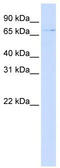 Zinc Finger Protein 324 antibody, TA339466, Origene, Western Blot image 