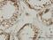 TATA-Box Binding Protein Associated Factor 1 Like antibody, H00138474-M01, Novus Biologicals, Immunohistochemistry paraffin image 