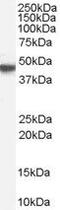 Acetylcholine Receptor antibody, PA5-18570, Invitrogen Antibodies, Western Blot image 