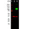 Adenylate Cyclase 3 antibody, M04795, Boster Biological Technology, Western Blot image 