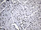 E74 Like ETS Transcription Factor 4 antibody, LS-C795260, Lifespan Biosciences, Immunohistochemistry paraffin image 