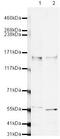 Calcium Dependent Secretion Activator antibody, PA5-19588, Invitrogen Antibodies, Western Blot image 