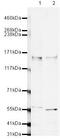 Calcium-dependent secretion activator 1 antibody, PA5-19588, Invitrogen Antibodies, Western Blot image 