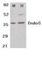 Endonuclease G antibody, PA5-20004, Invitrogen Antibodies, Western Blot image 