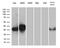 CD79b Molecule antibody, M01399-2, Boster Biological Technology, Western Blot image 