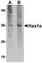 HCLS1 Associated Protein X-1 antibody, MA5-15769, Invitrogen Antibodies, Western Blot image 