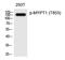 Protein Phosphatase 1 Regulatory Subunit 12A antibody, PA5-40248, Invitrogen Antibodies, Western Blot image 