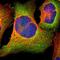 Acyl-CoA Synthetase Long Chain Family Member 4 antibody, NBP1-90258, Novus Biologicals, Immunofluorescence image 