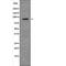 Sp1 Transcription Factor antibody, abx218724, Abbexa, Western Blot image 